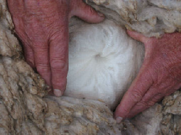 fleece